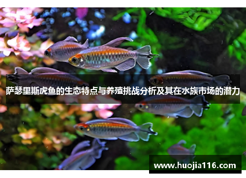 萨瑟里斯虎鱼的生态特点与养殖挑战分析及其在水族市场的潜力