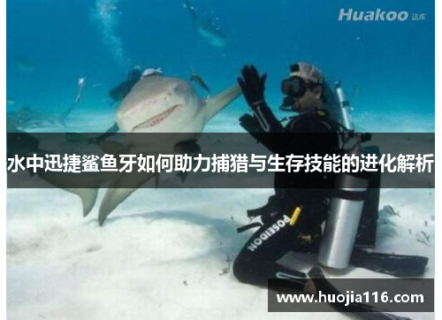 水中迅捷鲨鱼牙如何助力捕猎与生存技能的进化解析